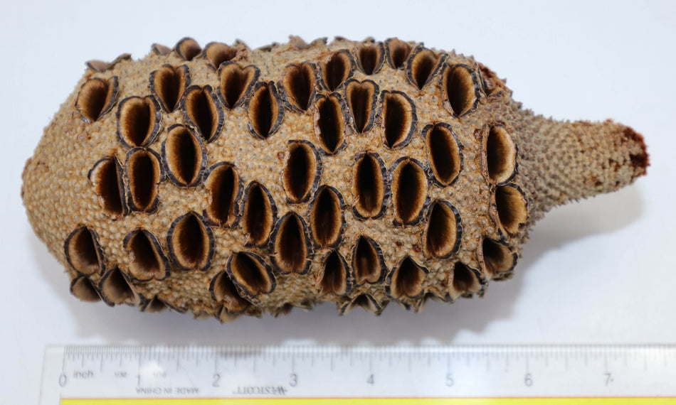 Australian Banksia Pod 3.5" x 7" long - Stock# 5-9081
