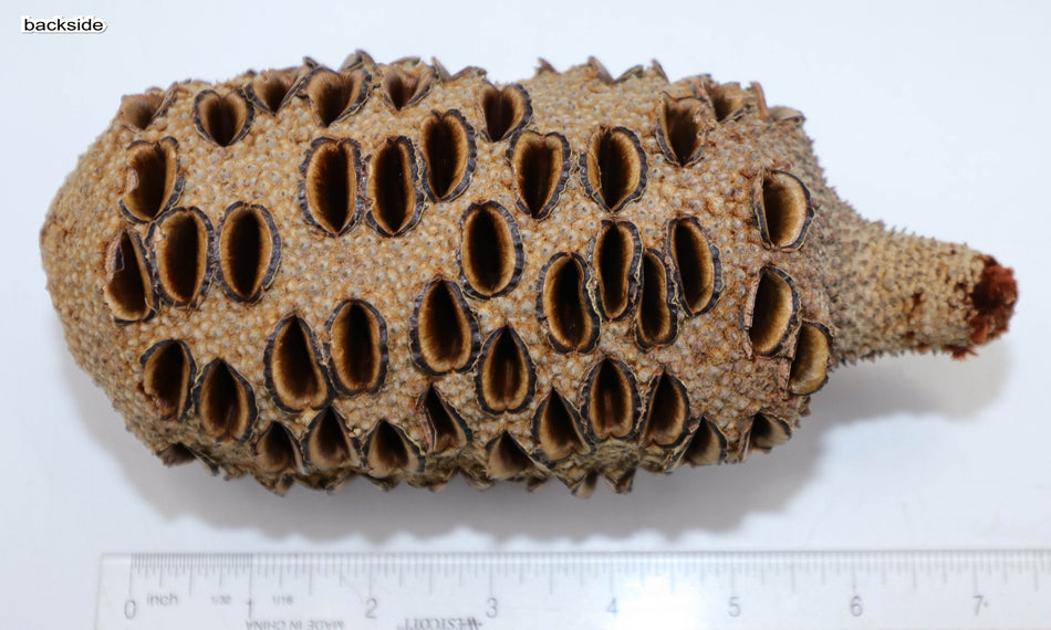Australian Banksia Pod 3.5" x 7" long - Stock# 5-9081
