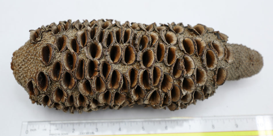 Australian Banksia Pod 3.5" x 10" long - Stock# 6-3577