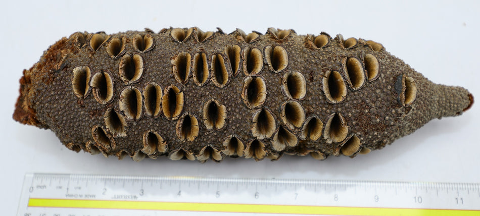 Australian Banksia Pod 3" x 11" long - Stock# 6-3591