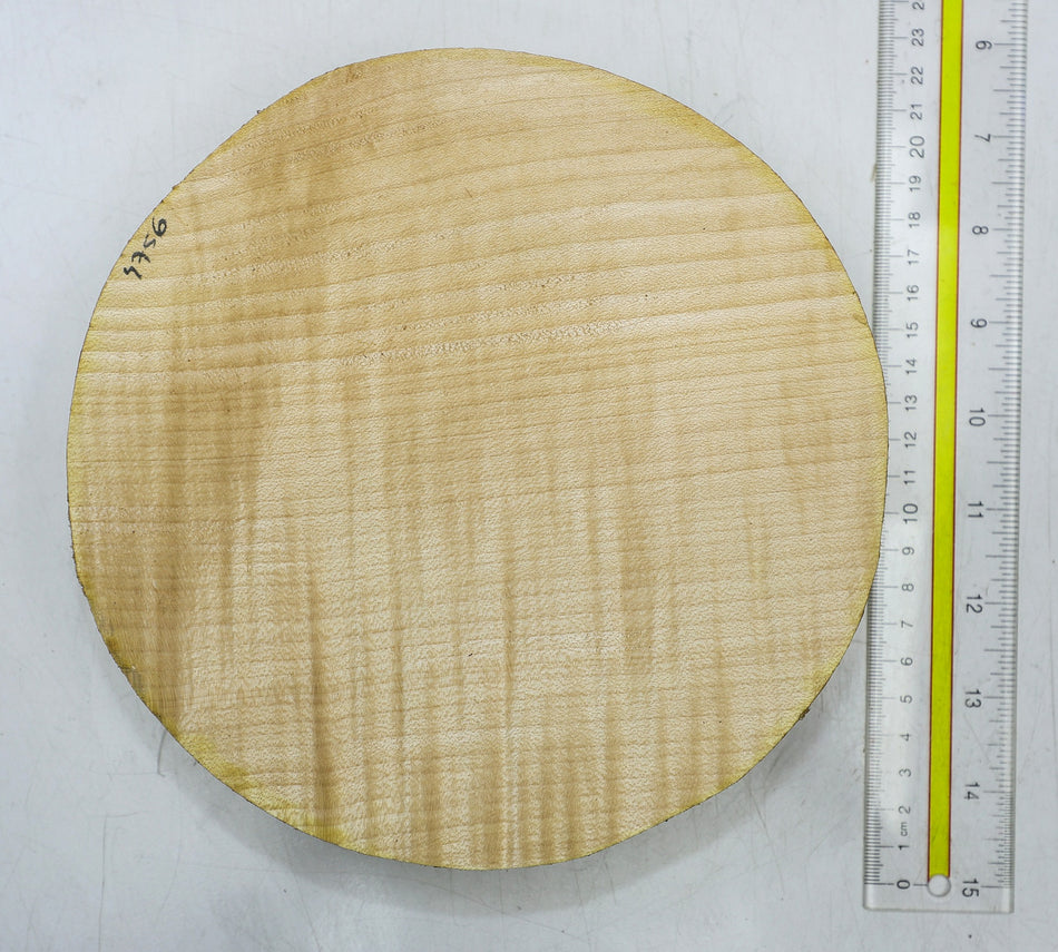 European Sycamore Maple Round 8" diameter x 1.6" - Stock# 6-4756