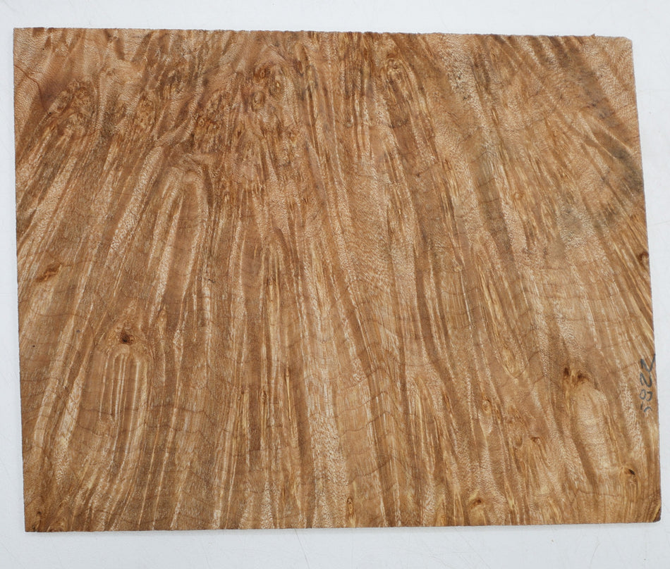 Maple Burl Pickguard, 0.22" x 7.25" x 9.25" (HIGH FIGURE) - Stock# 6-5822