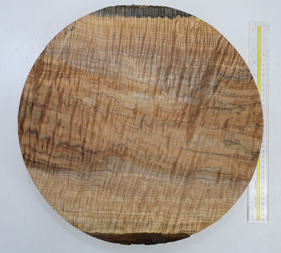 Maple Round 16" diameter x 3.5" (GREAT FIGURE) - Stock# 6-6266