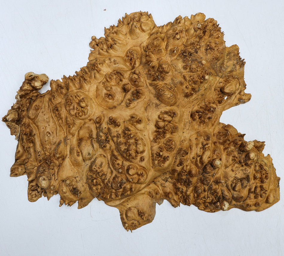 Maple Burl Cap 11" x 9" x 1.2" (PREMIUM FIGURE) - Stock# 6-6731