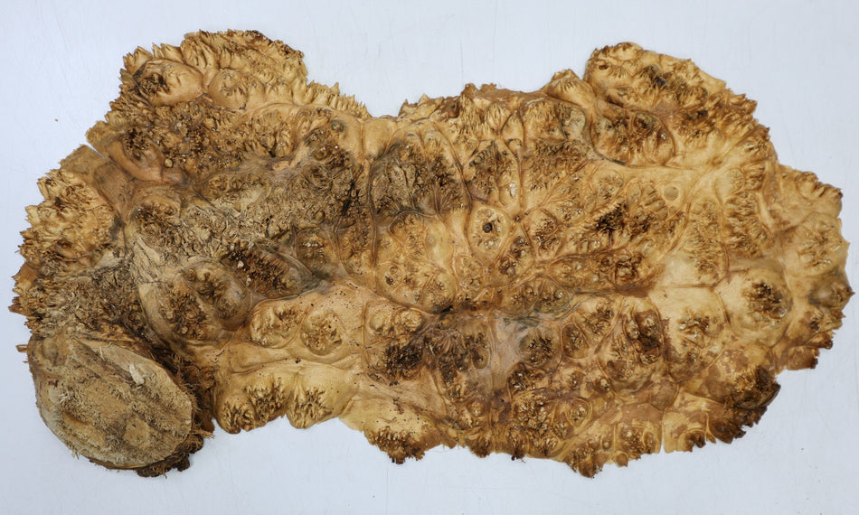 Maple Burl Cap 17" x 9" x 1.5" (HIGH FIGURE) - Stock# 6-7012