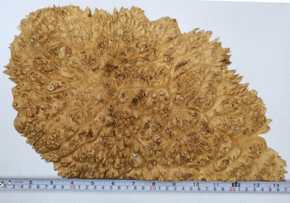 Maple Burl Cap 13" x 8" x 1.5" (PREMIUM FIGURE) - Stock# 6-7045