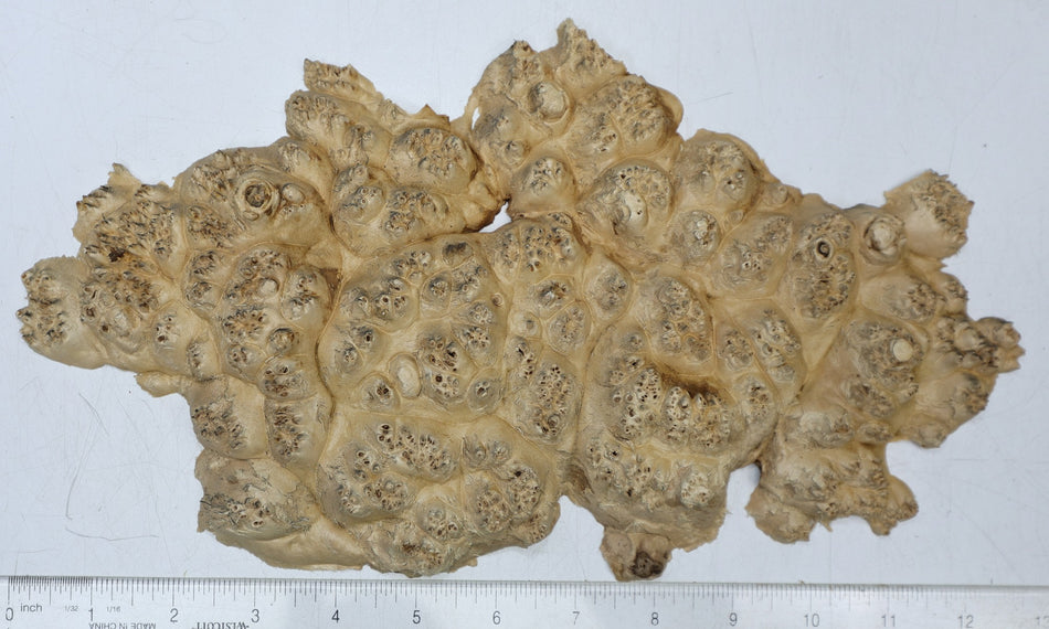 Maple Burl Cap 12" x 7" x 1" (PREMIUM FIGURE) - Stock# 6-7075