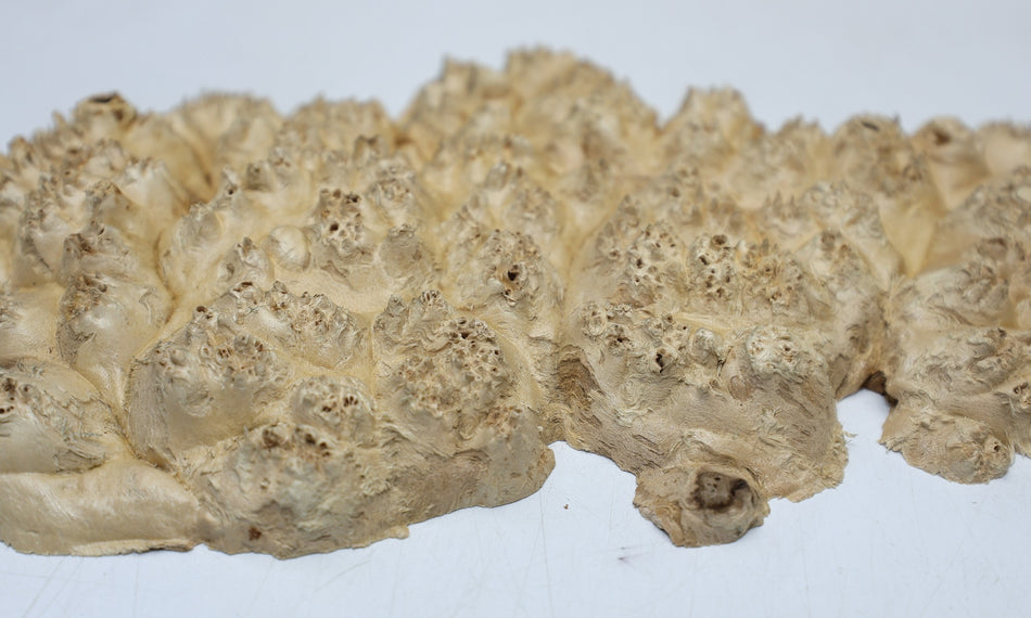 Maple Burl Cap 12" x 7" x 1" (PREMIUM FIGURE) - Stock# 6-7075