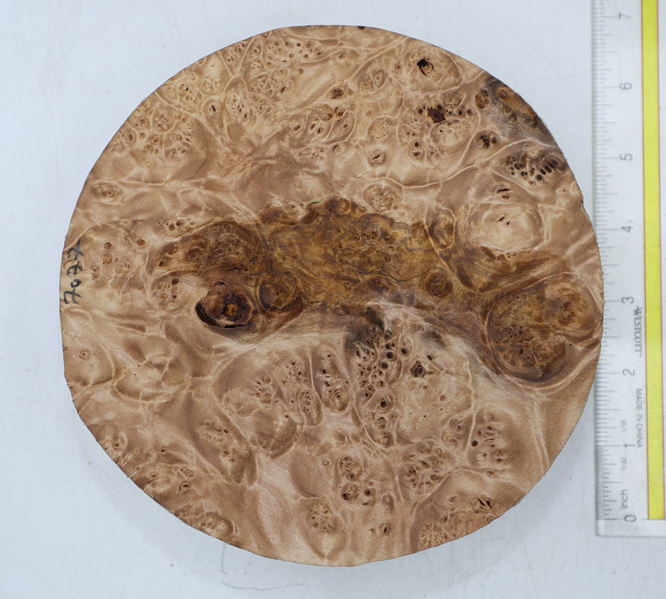 Maple Burl Round 7" diameter x 2" (HIGH FIGURE) - Stock# 6-7077