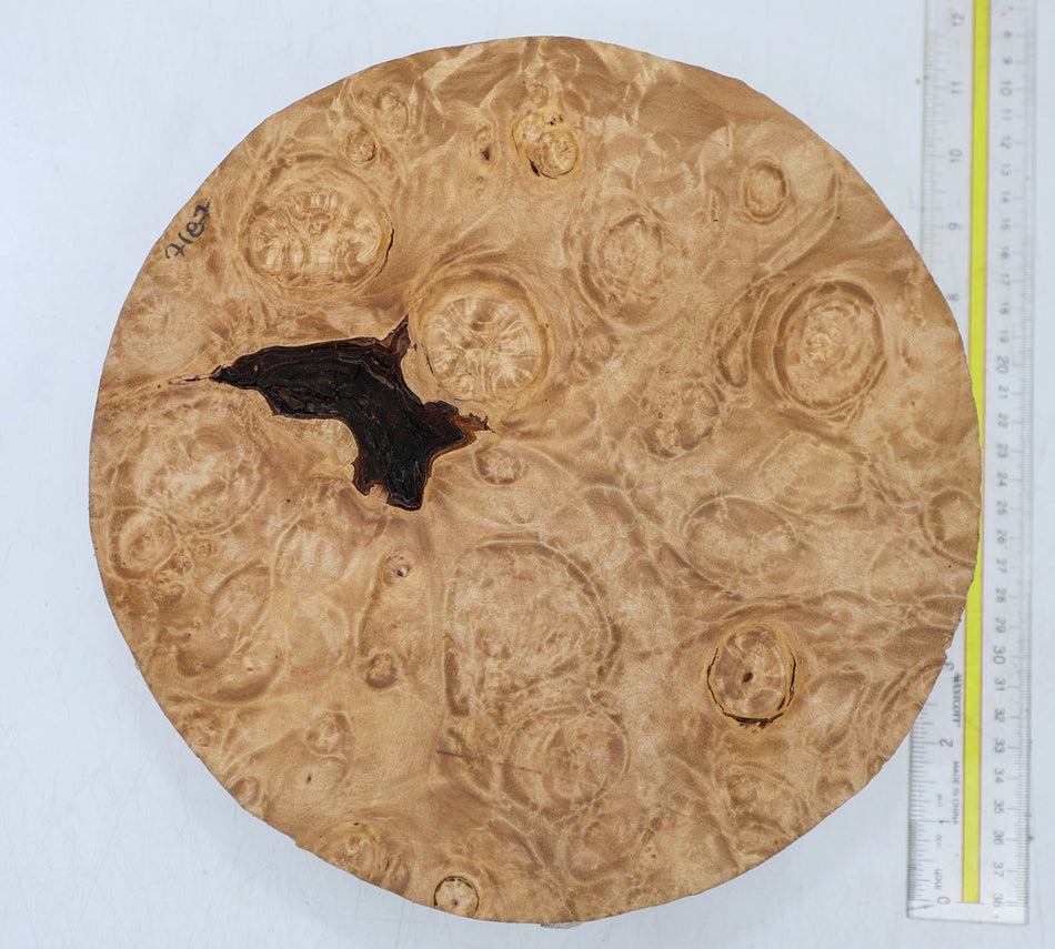 Maple Burl Round 10" diameter x 3" (GREAT FIGURE) - Stock# 6-7187