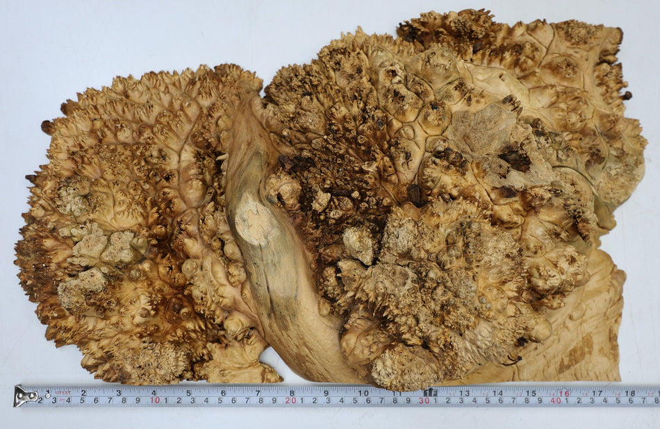 Maple Burl Cap 19" x 11" x 4" (GREAT FIGURE) - Stock# 6-7294