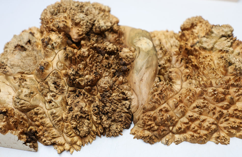 Maple Burl Cap 19" x 11" x 4" (GREAT FIGURE) - Stock# 6-7294