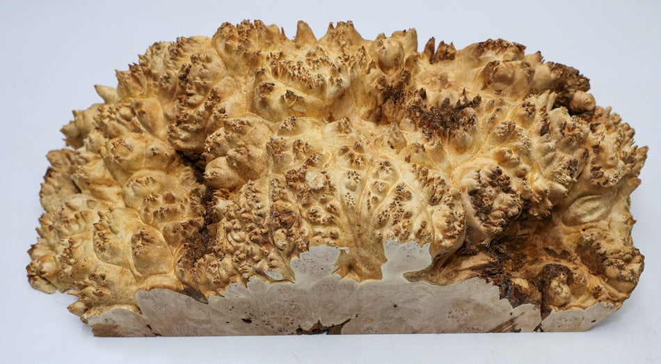 Maple Burl Cap 15" x 6" x 4.5" (HIGH FIGURE) - Stock# 6-7454