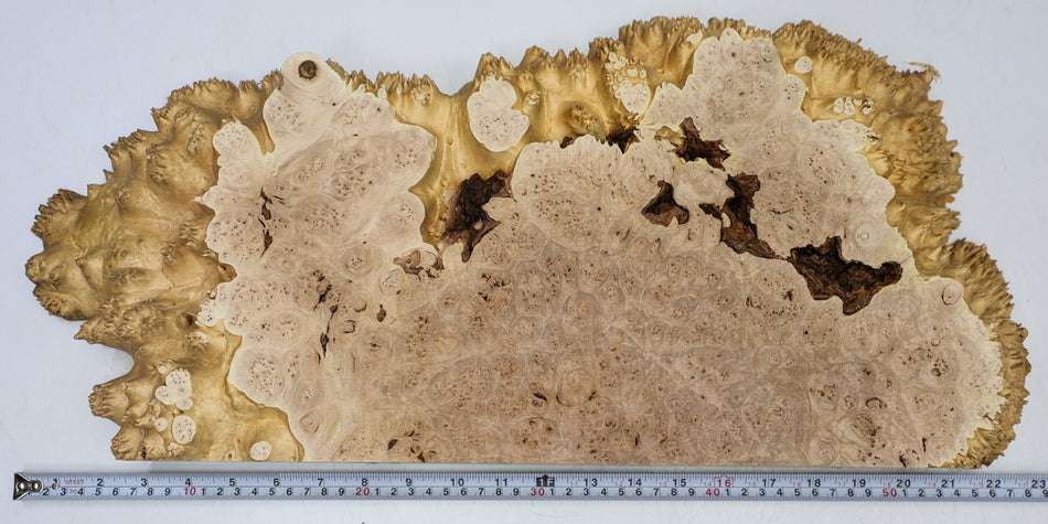 Maple Burl block 560 * 260 * 60 mm (HIGH FIGURE) - Stock# 6-7817