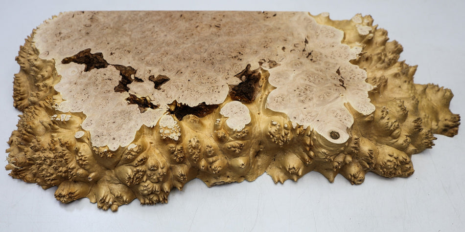 Maple Burl block 560 * 260 * 60 mm (HIGH FIGURE) - Stock# 6-7817