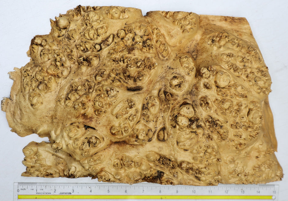 Maple Burl Cap 350 * 230 * 70 mm (HIGH FIGURE) - Stock# 6-7853