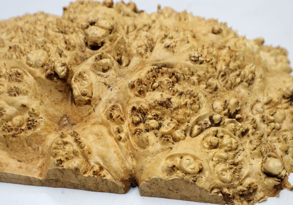Maple Burl Cap 350 * 230 * 70 mm (HIGH FIGURE) - Stock# 6-7853