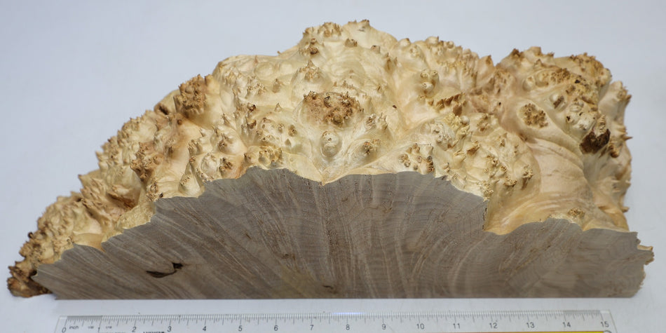 Maple Burl Cap 430 * 130 * 130 mm (HIGH FIGURE) - Stock# 6-7960