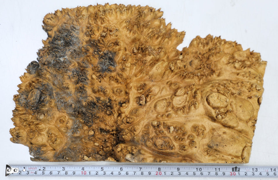 Maple Burl Cap  330 * 220 * 50 mm  (HIGH FIGURE) - Stock# 6-8040