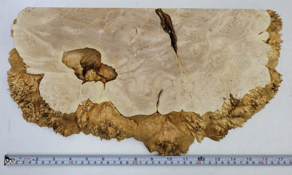 Maple Burl block 430 * 210 * 54 mm (GREAT FIGURE) - Stock# 6-8063