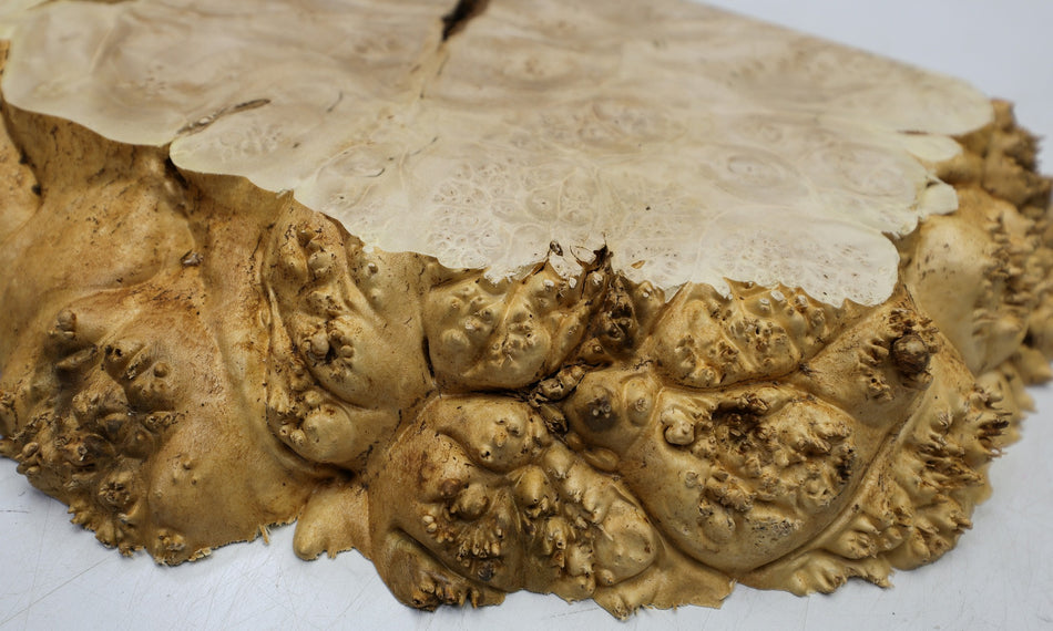 Maple Burl block 430 * 210 * 54 mm (GREAT FIGURE) - Stock# 6-8063