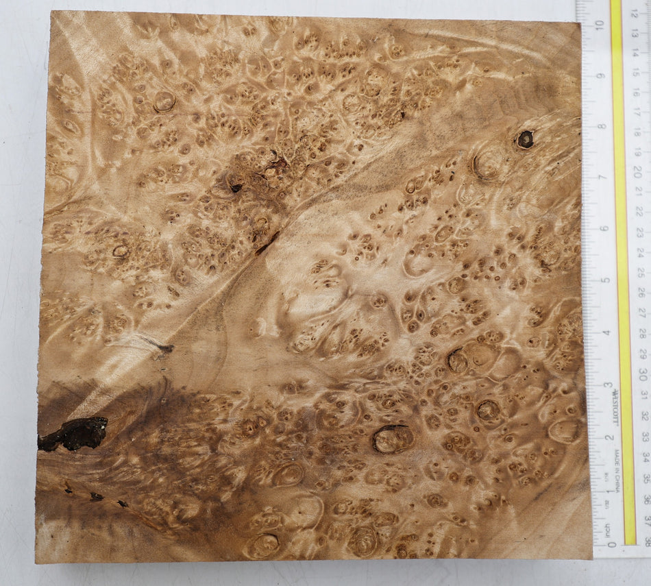 Maple Burl Square Block 230 * 230 * 51.mm (GREAT FIGURE) - Stock# 6-8221