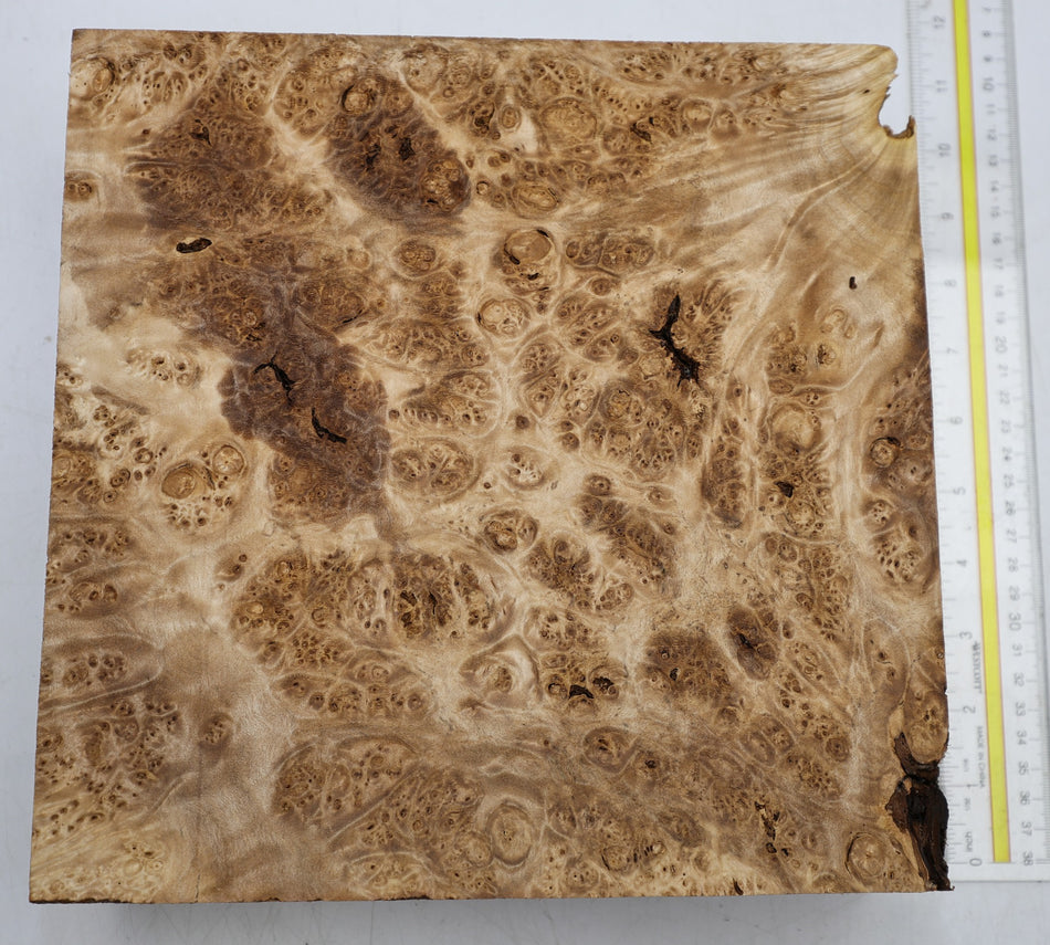 Maple Burl Square Block 255 * 255 * 80.mm (HIGH FIGURE) - Stock# 6-8252
