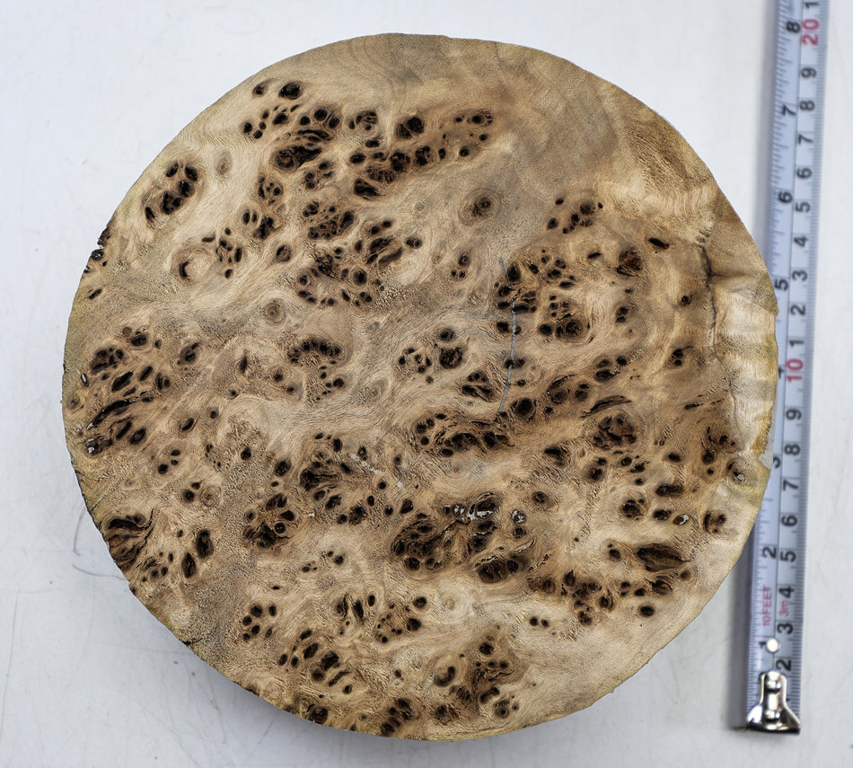 Cottonwood Burl Round 170.mm diameter * 50.mm  thick (GREAT FIGURE) - Stock# 6-8304