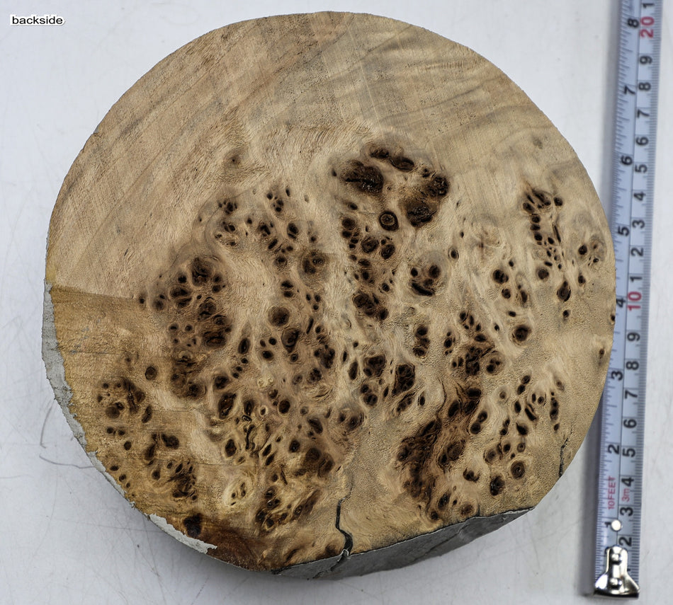 Cottonwood Burl Round 170.mm diameter * 50.mm  thick (GREAT FIGURE) - Stock# 6-8304
