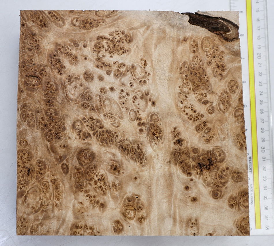Maple Burl Square Block 200 * 200 * 54.mm (HIGH FIGURE) - Stock# 6-8338