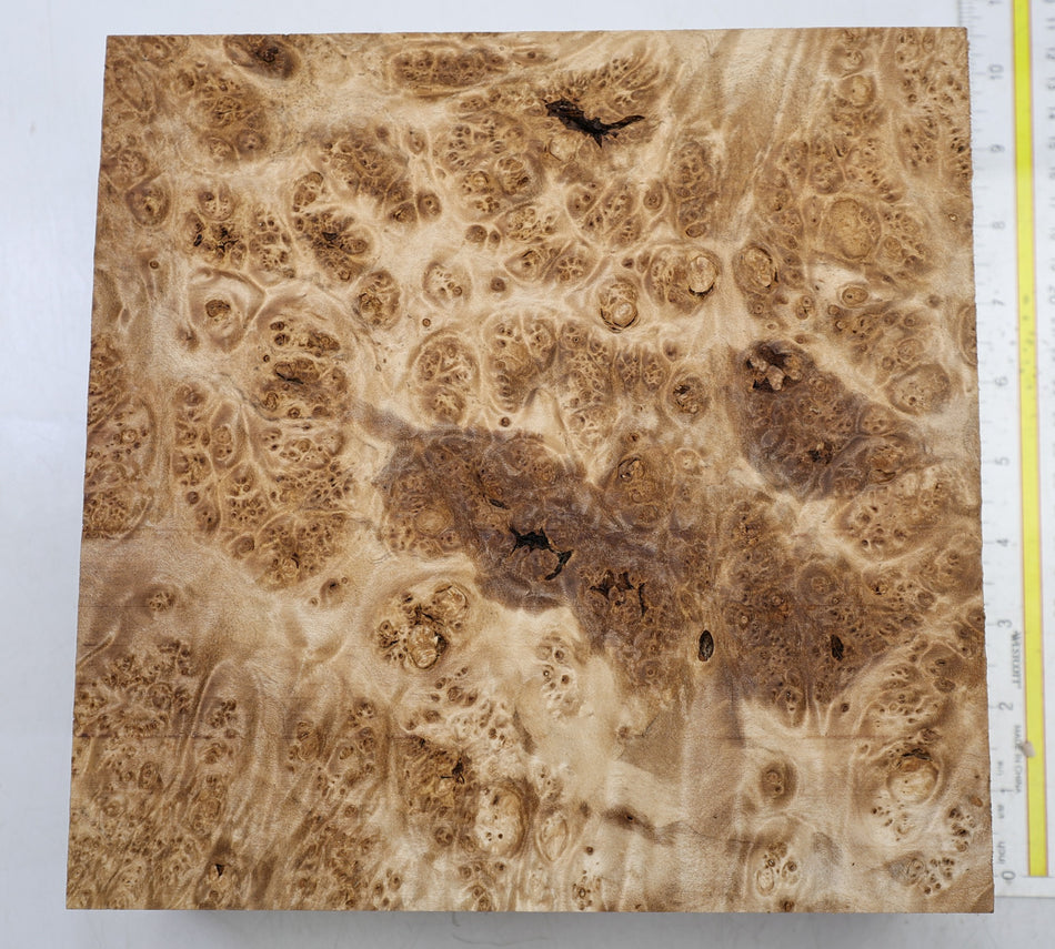 Maple Burl Square Block 230 * 230 * 80.mm (HIGH FIGURE) - Stock# 6-8360